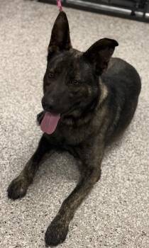 German Shepherd Dog and Mixed Breed Dogs Available for Adoption in Gastonia, North Carolina - Kingston | PetCurious
