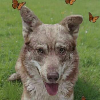 Chinook -  Husky and Mixed Breed Dog for Adoption in Boaz, Alabama - Chinook | PetCurious