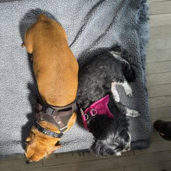 Rebecca Black 14545 -  Shih Tzu Dog for Adoption in San Francisco, California - Rebecca Black 14545 | PetCurious