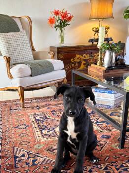 Tippi -  Labrador Retriever and Mixed Breed Dog for Adoption in Rollingwood, Texas - Tippi | PetCurious