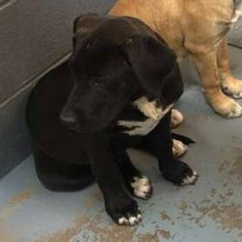 Mixed Breed Dogs Available for Adoption in Gadsden, Alabama - Maddie | PetCurious