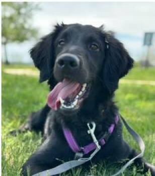 Mixed Breed Dogs Available for Adoption in West Chester, Pennsylvania - Emery | PetCurious