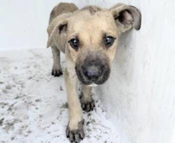 A657794 -  Labrador Retriever and Mixed Breed Dog for Adoption in Houston, Texas - A657794 | PetCurious