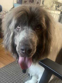 River -  Newfoundland Dog and Great Pyrenees Dog for Adoption in Ledyard, Connecticut - River | PetCurious