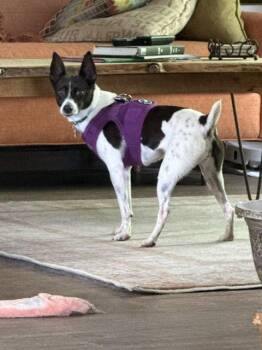 Precious -  Rat Terrier and Jack Russell Terrier Dog for Adoption in Derry, New Hampshire - Precious | PetCurious
