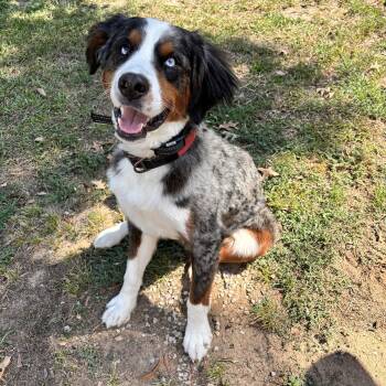 Maverick -  Bernadoodle Dog for Adoption in Tunica, Mississippi - Maverick | PetCurious