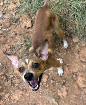 Moose -  Chiweenie Dog for Adoption in Rogers, Arkansas - Moose | PetCurious