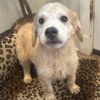 Blitz -  Great Pyrenees and Poodle Dog for Adoption in Eureka Springs, Arkansas - Blitz | PetCurious