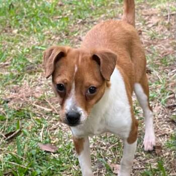 Chihuahua Dogs Available for Adoption - Jazzy | PetCurious