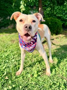 Cashmere -  Pit Bull Terrier Dog for Adoption in Buffalo, New York - Cashmere | PetCurious