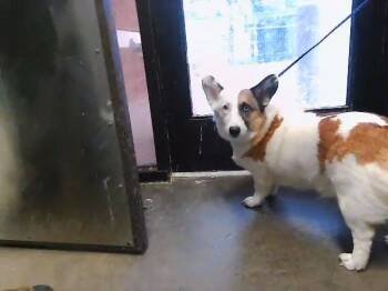 HAMELTON -  Cardigan Welsh Corgi and Mixed Breed Dog for Adoption in Tulsa, Oklahoma - HAMELTON | PetCurious
