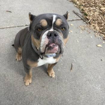 English Bulldog and Pit Bull Terrier Dogs Available for Adoption - Gertrude D11159 | PetCurious
