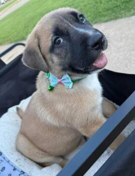Rescue Anatolian Shepherd and Boxer Dogs for Adoption in Shawnee, Oklahoma - Mo | PetCurious