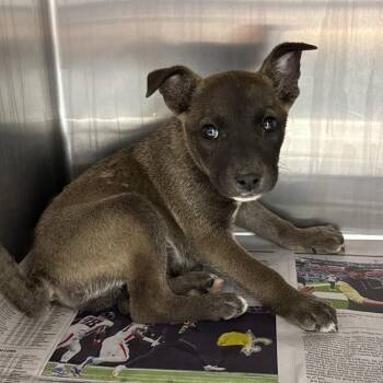 Cattle Dog and Mixed Breed Dogs Available for Adoption in Hattiesburg, Mississippi - Kovu | PetCurious