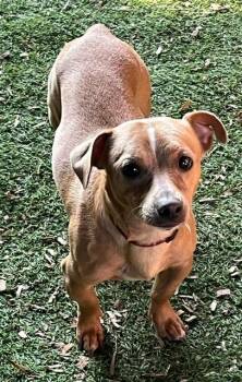 Chase -  Chihuahua and Jack Russell Terrier Dog for Adoption in Manchester, Tennessee - Chase | PetCurious