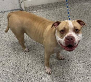 Goose -  Pit Bull Terrier and Mixed Breed Dog for Adoption in Kansas City, Missouri - Goose | PetCurious