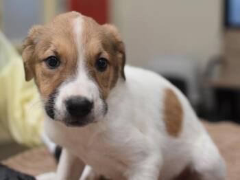 Rutabaga -  Pit Bull Terrier and Australian Cattle Dog Blue Heeler Dog for Adoption in Portland, Oregon - Rutabaga | PetCurious
