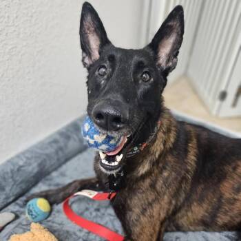 Rocket -  Belgian Shepherd Malinois and Mixed Breed Dog for Adoption in San Antonio, Texas - Rocket | PetCurious