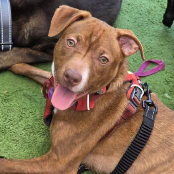 Bridger -  Pit Bull Terrier and Chihuahua Dog for Adoption in West Hollywood, California - Bridger | PetCurious