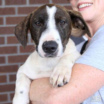 Oliver -  Pointer and Dachshund Dog for Adoption in Washington, District Of Columbia - Oliver | PetCurious