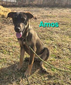 German Shepherd Dog and Mixed Breed Dogs Available for Adoption in Westland, Michigan - Amos | PetCurious
