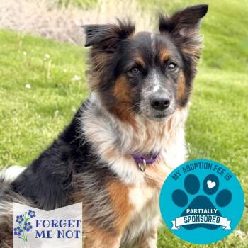 PJ -  Mixed Breed Dog for Adoption in Dekalb, Illinois - PJ | PetCurious