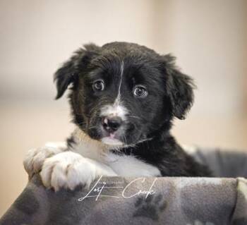 Mixed Breed Dogs Available for Adoption in Kalispell, Montana - Hector | PetCurious