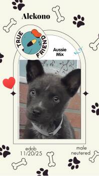 Australian Shepherd Dogs Available for Adoption - Alekono MV14225-T LOCAL Adoption Event In Marysville 2/20 And 2/ | PetCurious