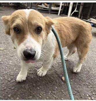 Lizzie -  Corgi Dog for Adoption in Larkfield-wikiup, California - Lizzie | PetCurious