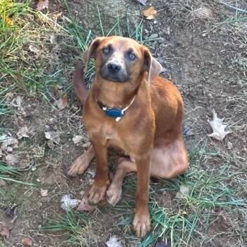 Morticia -  Mixed Breed Dog for Adoption in Rockville, Maryland - Morticia | PetCurious