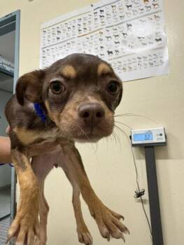 A199392 -  Chihuahua Dog for Adoption in Fremont, California - A199392 | PetCurious