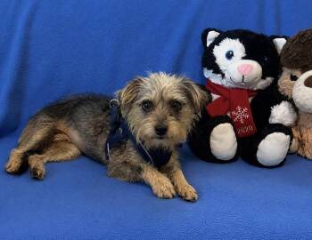 Petunia -  Terrier and Cairn Terrier Dog for Adoption in Cedartown, Georgia - Petunia | PetCurious
