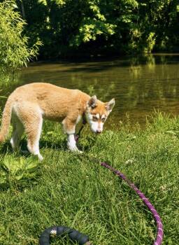 Echo -  Husky Dog for Adoption - Echo | PetCurious