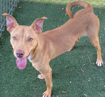 Rescue Pit Bull Terrier and Mixed Breed Dogs for Adoption in Texas City, Texas - REESE | PetCurious