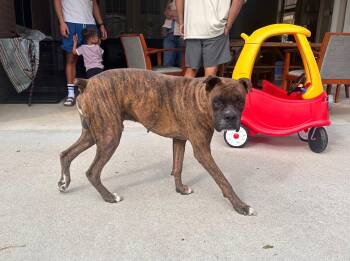 Rescue Boxer Dogs for Adoption in Houston, Texas - Dino | PetCurious