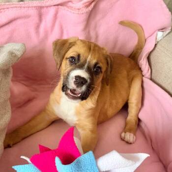 Pit Bull Terrier and Chihuahua Dogs Available for Adoption - Moana | PetCurious