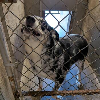 Catahoula Leopard Dog and Australian Shepherd Dogs Available for Adoption in Hermiston, Oregon - Oakley Marie  | PetCurious
