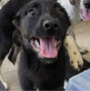 Raven -  Border Collie Dog for Adoption in Larkfield-wikiup, California - Raven | PetCurious