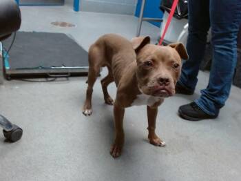 DROGO -  Pit Bull Terrier and Mixed Breed Dog for Adoption in Albuquerque, New Mexico - DROGO | PetCurious