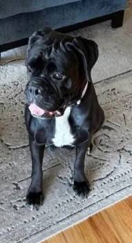 Meeka -  Boxer Dog for Adoption in Hamburg, New York - Meeka | PetCurious