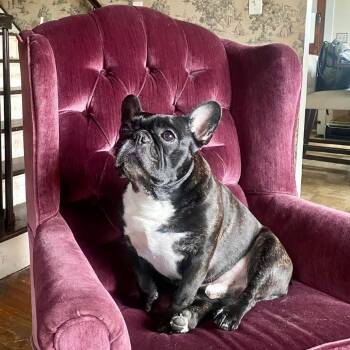 Rescue French Bulldog Dogs for Adoption in Zuni, Virginia - Igor *Bonded W/ Rosa* | PetCurious
