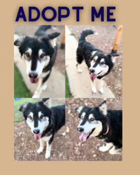 Rescue Siberian Husky and Husky Dogs for Adoption in Boulder, Colorado - Momma Dolly | PetCurious