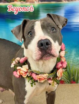 Beyonce -  Mixed Breed Dog for Adoption in Flint, Michigan - Beyonce | PetCurious