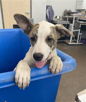 Mixed Breed Dogs Available for Adoption in Dallas, Texas - DOLL | PetCurious