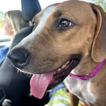 Riley -  Basset Hound and Mixed Breed Dog for Adoption in Austin, Texas - Riley | PetCurious
