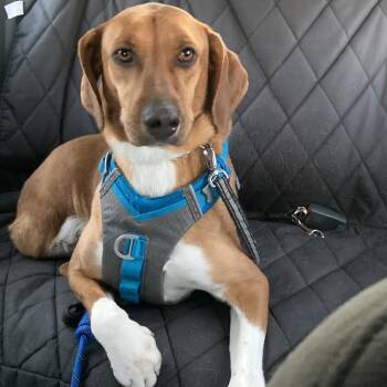 Pointer and Beagle Dogs Available for Adoption - Ms. Gorgeous Nova (Tripaw) | PetCurious