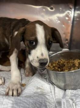 61281987 -  Boxer and Mixed Breed Dog for Adoption in El Paso, Texas - 61281987 | PetCurious