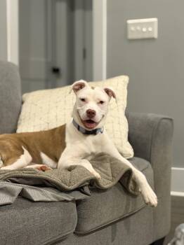 Vera -  Terrier Dog for Adoption in Cornelius, North Carolina - Vera | PetCurious