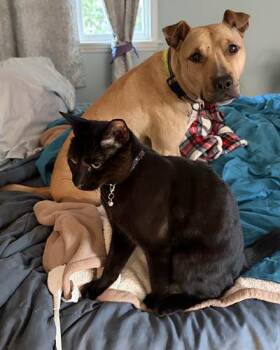 Pit Bull Terrier Dogs Available for Adoption in Lake Wylie, South Carolina - Toby | PetCurious