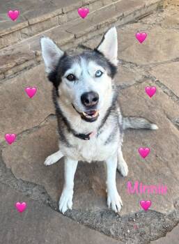 Husky Dogs Available for Adoption in Lavon, Texas - Minnie | PetCurious